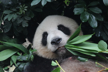 A female panda is eating bamboo leaves
