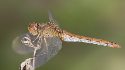 A beautiful dragonfly close portrait