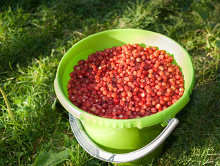 Green bucket full of ripe red wild strawberry on green grass.