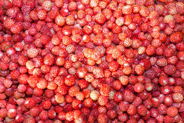 Natural background from berries of red wild strawberry.