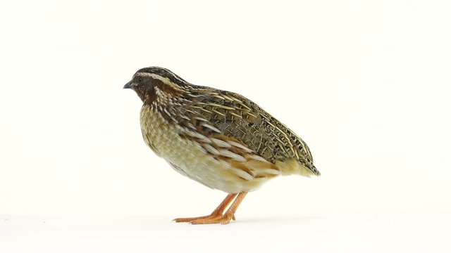 wild quail ( Coturnix coturnix) isolated on a white background  in studio shot