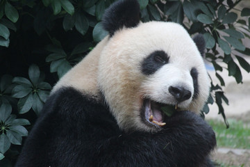 A female panda is eating bamboo leaves