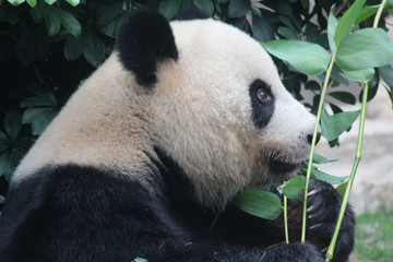 A female panda is eating bamboo leaves
