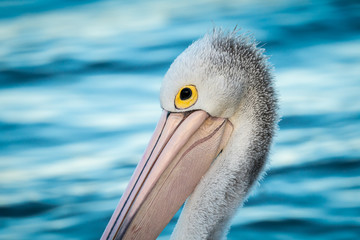 Australian Pelican