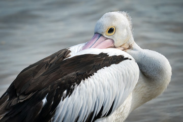 Australian Pelican