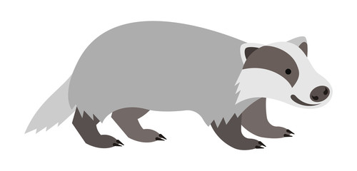 Cute smiling badger vector cartoon illustration. Wild zoo animal icon. Furry adult mammal standing. Isolated on white. Forest fauna childish character. Simple flat design element