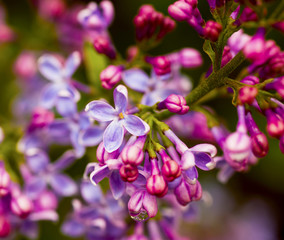 Summer lilac 