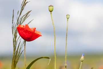 mohnbl&uuml;te mit gr&auml;sern vor unscharfen hintergrund