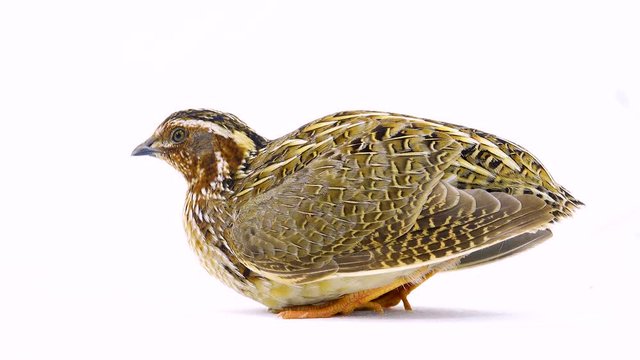 wild quail ( Coturnix coturnix) isolated on a white background  in studio shot