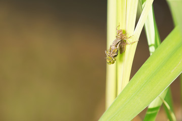 Libelle, dragonfly, Plattbauchlibelle
