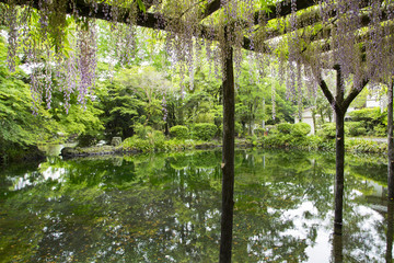 Fototapeta na wymiar Wakutama pond,Fujisan hongu sengen taisha shrine