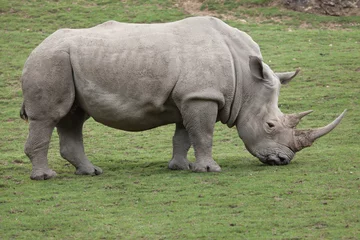 Photo sur Plexiglas Rhinocéros Rhinocéros blanc du sud (Ceratotherium simum).