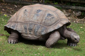 Fototapeta premium Aldabra giant tortoise (Aldabrachelys gigantea)