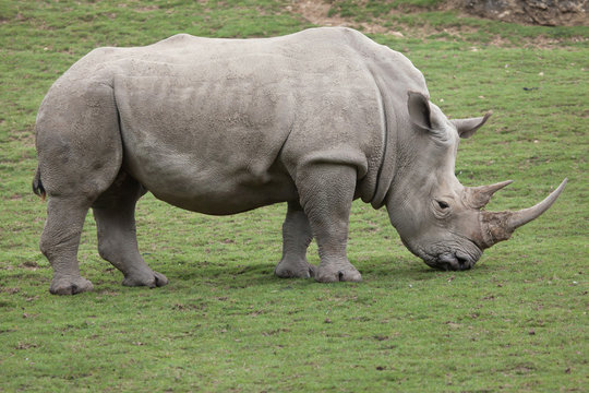 Southern white rhinoceros (Ceratotherium simum).