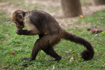 Golden-bellied capuchin (Sapajus xanthosternos)