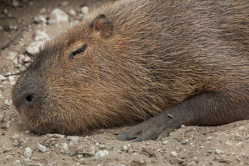Capybara (Hydrochoerus hydrochaeris).