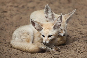 Fennec foxes (Vulpes zerda).