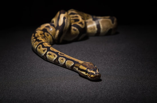 Photo of brown ball python