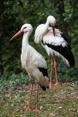 White stork (Ciconia ciconia).