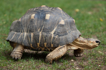 Radiated tortoise (Astrochelys radiata).