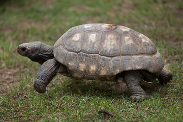 Red-footed tortoise (Chelonoidis carbonaria).