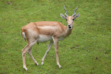 Indian blackbuck (Antilope cervicapra)