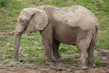 African bush elephant (Loxodonta africana)