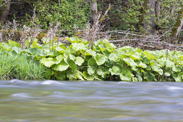 Pestwurz am Ufer der Wutach