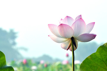 Blossom lotus flower