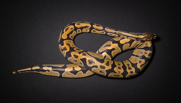 Photo of ball python's noose