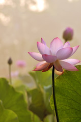 Blossom lotus flower