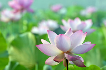 Obraz premium Blossom lotus flower