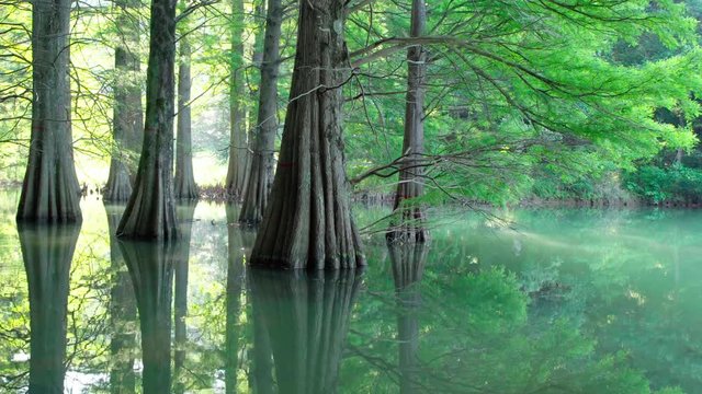 Bald cypress with green leaves in morning sunlight. Zoom out shot
