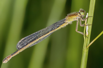 A beautiful close-up portrait of a beautiful damselfly