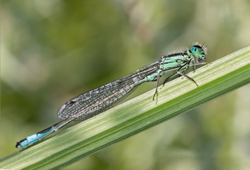 A beautiful close-up portrait of a beautiful damselfly