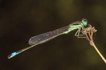 A beautiful close-up portrait of a beautiful damselfly