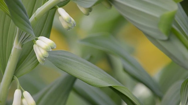 Blooming Solomon's seal in the nature