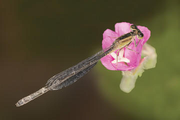 A beautiful close-up portrait of a beautiful damselfly