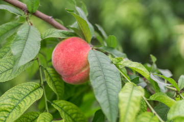 Fresh Peach tree