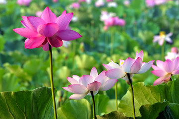 Blossom lotus flower