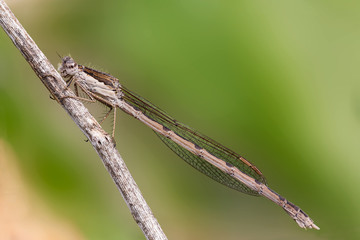 A beautiful close-up portrait of a beautiful damselfly