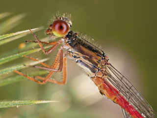 A beautiful close-up portrait of a beautiful damselfly