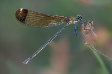 A beautiful close-up portrait of a beautiful damselfly