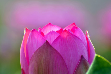 Blossom lotus flower