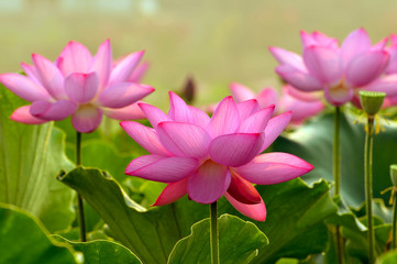 Fototapeta premium Blossom lotus flower