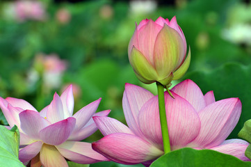 Blossom lotus flower