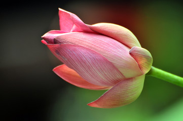 Blossom lotus flower