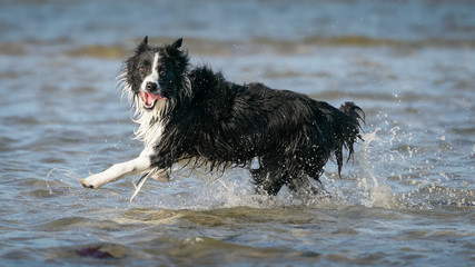 Border Collie Dog