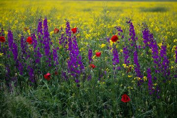 Field flowers. Poppies, purple flowers and Rapeseed. Springtime in Bulgaria.