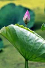 Blossom lotus flower